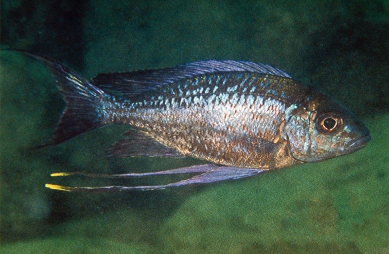 Cyathopharynx sp. 'neon streak' Kambwebwe